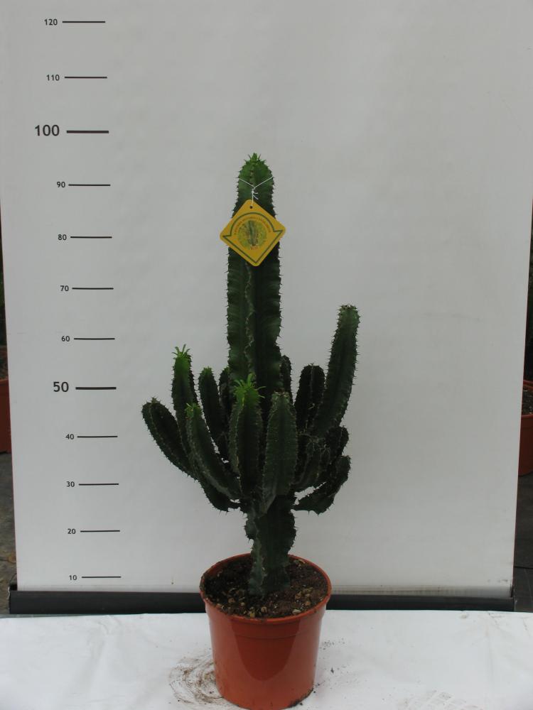 Euphorbia eritreae 24 h 110/120